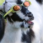 Caden Perry - @garrythegoat62727 - Instagram