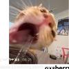 cai.smith - @x.wyet - TikTok