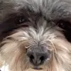 caindinglesgf - @caindinglesgf - TikTok