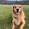 callahanthegolden - @caitandcallahan - TikTok