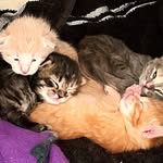 Caitlin Dennis - @crazyfostercatmomma - Instagram