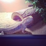 Caitlin Dunn - @kiki_llama999 - Instagram