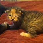 Caitlin Jimenez - @crestone_pets - Instagram