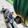 Caitlin Perkins  - @boxerlove4life - TikTok