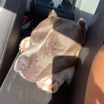 Caitlin Postlethwait - @lani_diamond_the_rescue - Instagram