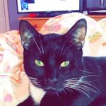 Official Ralph - @_ralph_the_cat_caitlin - Instagram