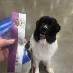 Caitlin Strong - @salishsea_newfoundlands - Instagram