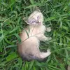 CaitlinStuart - @gaylevug2wg - TikTok
