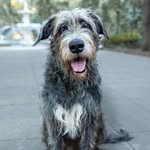 sully + caitlin | roaming around SAV, GA - @thesavannahwolfhound - Instagram