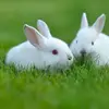 Như Quỳnh - @caitlinsuarez21265846 - TikTok