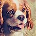 Caitlin Taber Children's Books - Chasing Winchester - Facebook