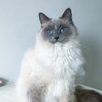 Caitlin Wang - @ragdoll.peanut - Instagram