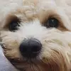 Caitlin Whitty - @tedi_the_bear - TikTok