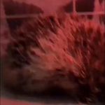 Hedgeshog the Best - @felixcaitlynshedgeshog - Instagram