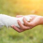 Animal Reiki: Caitlyn Lloyd - Reiki Master - Facebook
