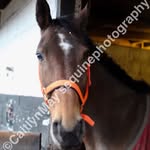 Caitlyn May - @c.m_equinephotography - Instagram