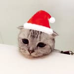 Cal Chan - @calovess - Instagram