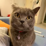 Cal Chan - @szeyucal - Instagram