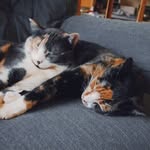 cal & cook - @callieandcookie - Instagram