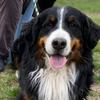 Berners & Babies - @cooper.and.cal - TikTok