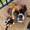 Cali & Cooper 🐾 - @cali_cooper_ - TikTok