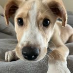 Cooper - @cooper.in.cali - Instagram