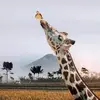 Cal Cunningham - @cal.cunningham1 - TikTok