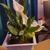 calandrasmith231 - @calandrasmith231 - TikTok