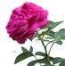 Luuley Shiiq Cali - Facebook