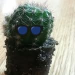 Cale Rice - @adventures_of_clyde_the_cactus - Instagram