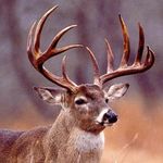 Cale Schaefer - @deer_hunter316 - Instagram
