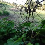 Caleb Acevedo - @caleb.acevedo.106 - Instagram