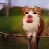 Sixsicles - @caleb.andrade7 - TikTok