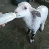 caleb Victor Armijo Orihuela - @caleb.victor.armi - TikTok