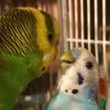 CalebBird - @adorabird - TikTok