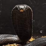 Caleb Caperton - @brick_made_exotics - Instagram
