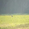 Kaleb Capps - @kaleb.cappsbig62 - TikTok