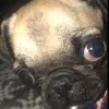 caleb carrillo - @caleb.carrillo92 - TikTok