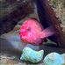 Caleb Chan - Facebook