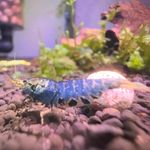 Caleb Cheung - @cc._aquatics - Instagram