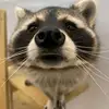 Caleb - @calebchewy - TikTok
