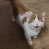 caleb_chua - @caleb_chua - TikTok