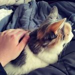 Caleb Colvin - @iwannaseecats - Instagram