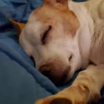 Caleb Considine - @sammy_the_dog138 - Instagram