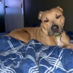 Caleb Cremeans - Facebook