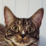 Caleb Culpepper - @unrealdalfin45 - Instagram