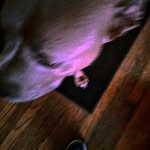 Calebdamonkey - @calebdamonkey5 - Instagram