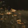 CalebDaniel - @roscorxavlx - TikTok