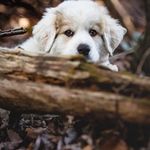 Caleb Davison - @kupocalypse - Instagram