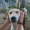 TanjiTheSonic' - @dawncaleb_g - TikTok